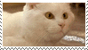 kittypointer